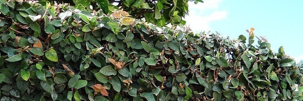 Conseils - Tailler les arbustes