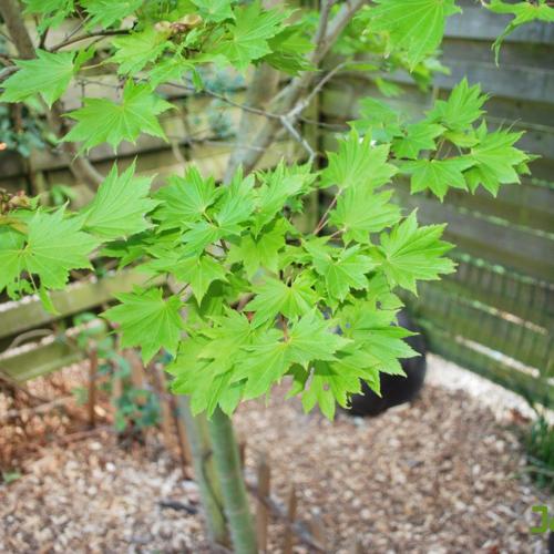 Jardisart - Jardin découverte