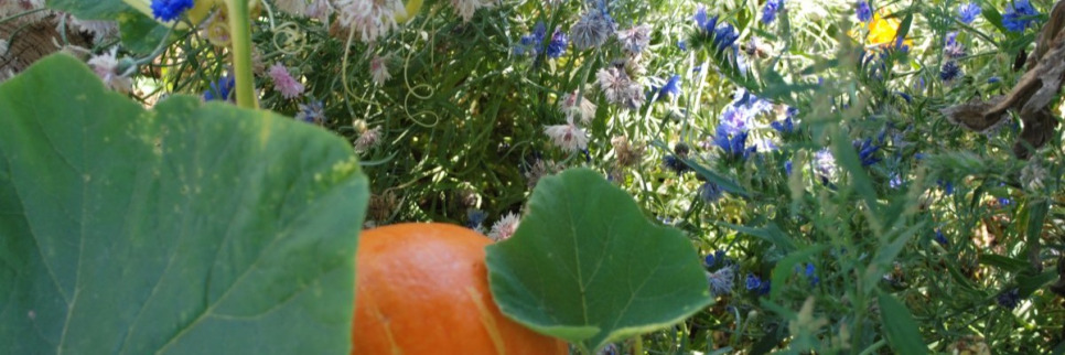 Architecte paysagiste - Créations -  Jardin nourricier  à Assesse 