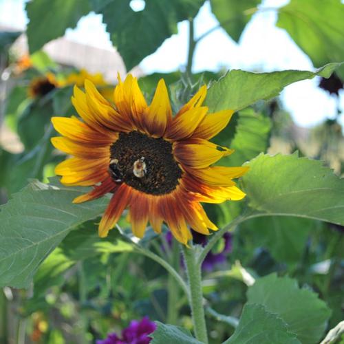 Jardisart - Jardin nourricier