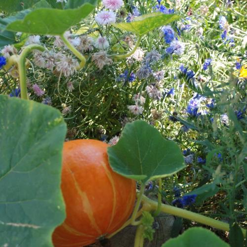 Jardisart - Jardin nourricier