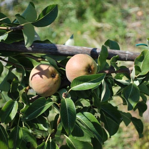 Jardisart - Jardin nourricier