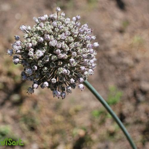 Jardisart - Jardin nourricier