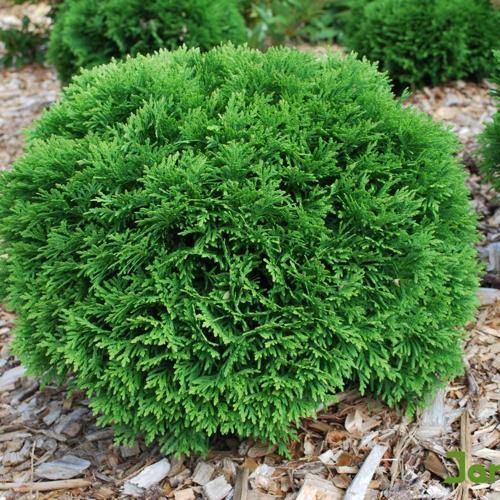 Jardisart - Tout en couleur