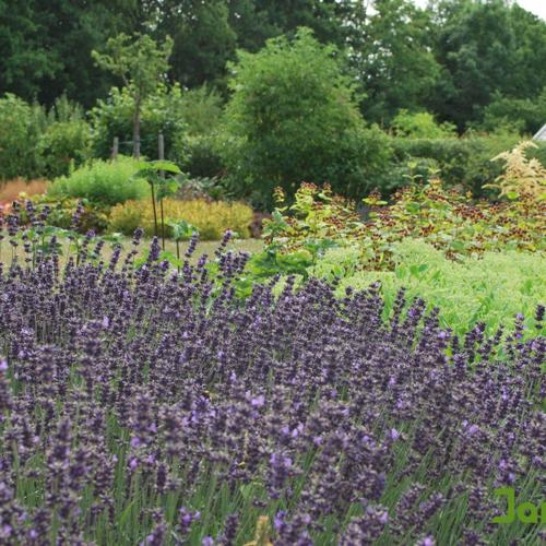 Jardisart - Tout en couleur