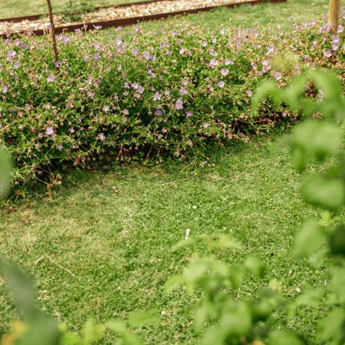 Jardisart - Fleurs à cueillir, fruits à savourer