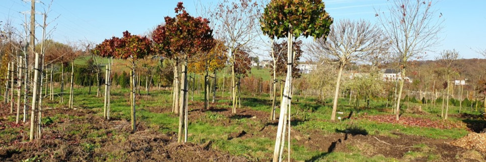 Architecte paysagiste - Créations -  Plantations de fortes plantes 