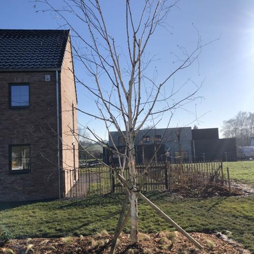 Jardisart - Plantations de fortes plantes