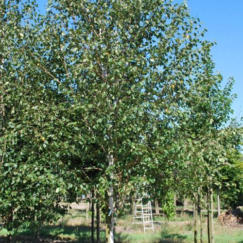 Jardisart - Plantations de fortes plantes