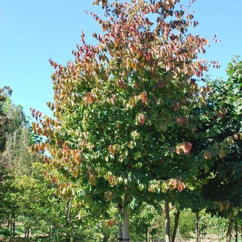 Jardisart - Plantations de fortes plantes