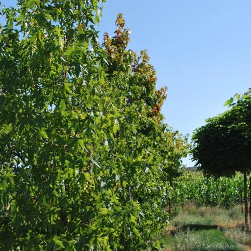 Jardisart - Plantations de fortes plantes