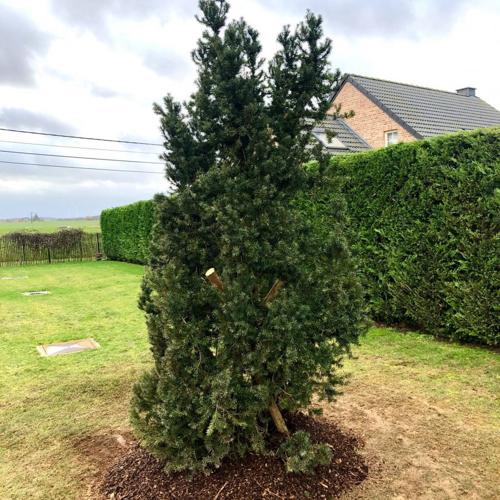 Jardisart - Plantations de fortes plantes