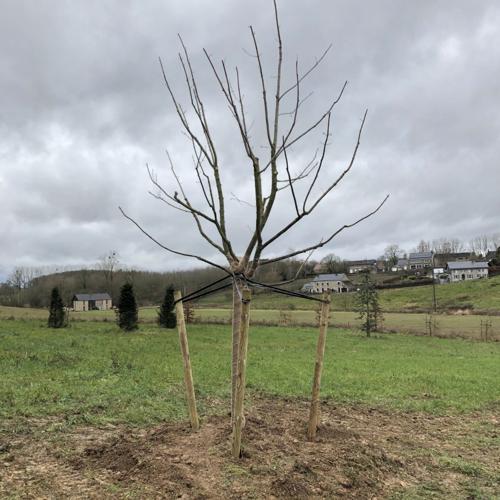 Jardisart - Plantations de fortes plantes