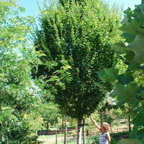 Jardisart - Plantations de fortes plantes