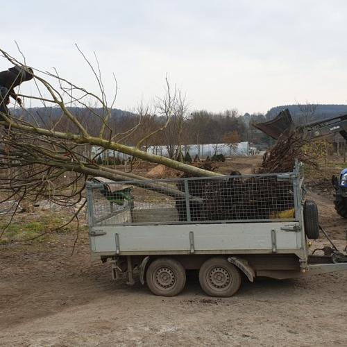 Jardisart - Plantations de fortes plantes