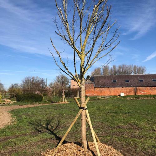 Jardisart - Plantations de fortes plantes