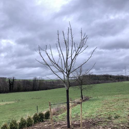 Jardisart - Plantations de fortes plantes