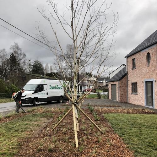 Jardisart - Plantations de fortes plantes