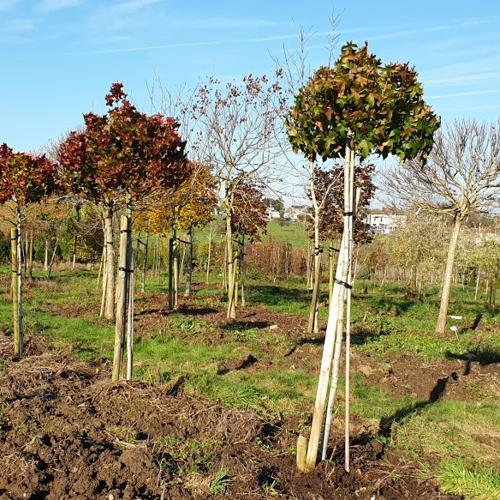 Jardisart - Plantations de fortes plantes