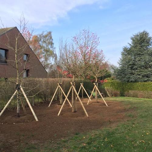 Jardisart - Plantations de fortes plantes