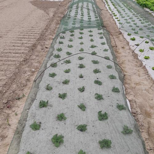 Jardisart - Magasin - Tapis de chanvre pour haie