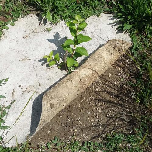 Jardisart - Magasin - Tapis de chanvre pour haie