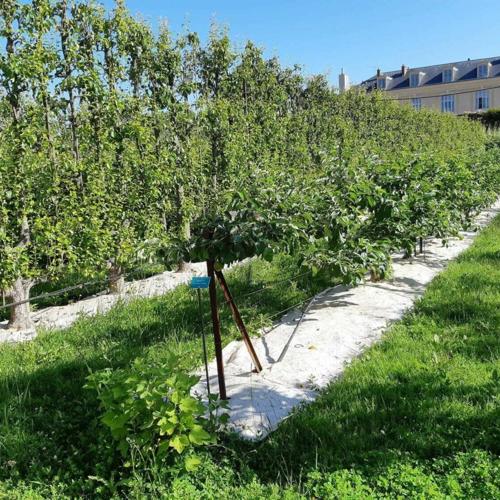 Jardisart - Magasin - Tapis de chanvre pour haie