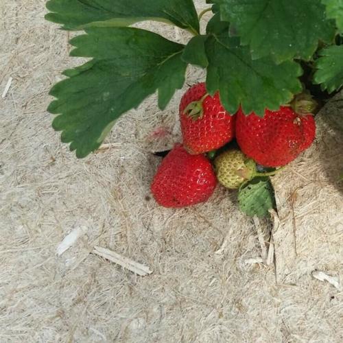 Jardisart - Magasin - Tapis de chanvre pour haie