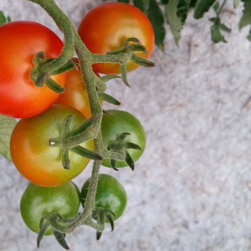 Jardisart - Magasin - Voile de chanvre 450gr/m² pour potager