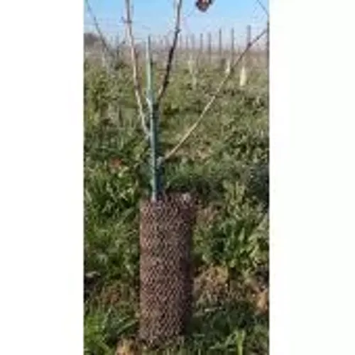 Jardisart - Magasin - Cervitube fendu