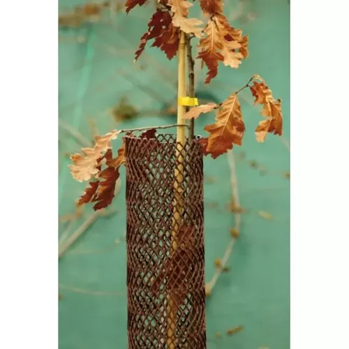 Jardisart - Magasin - Cervitube fendu