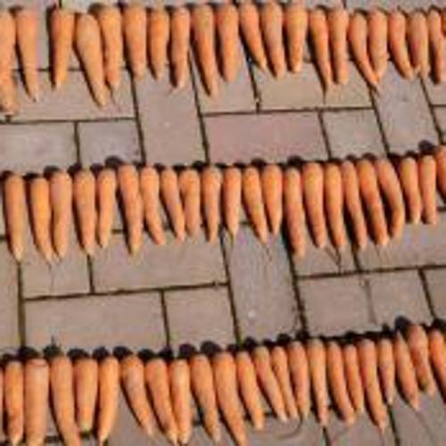 Jardisart - Magasin - Semences Cycle en Terre