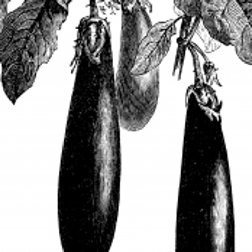 Jardisart - Magasin - Semences Cycle en Terre