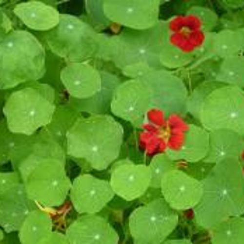 Jardisart - Magasin - Semences Cycle en Terre