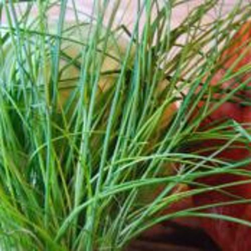 Jardisart - Magasin - Semences Cycle en Terre