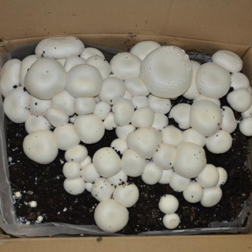 Jardisart - Magasin - Paris blanc 22kg