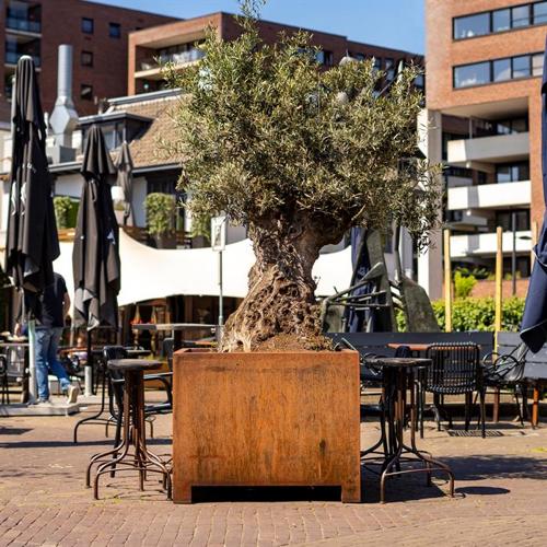 Jardisart - Magasin - Bacs carrez carré