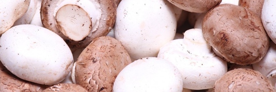 Jardisart - Magasin - 