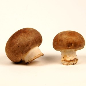 Jardisart - Ballots de champignons