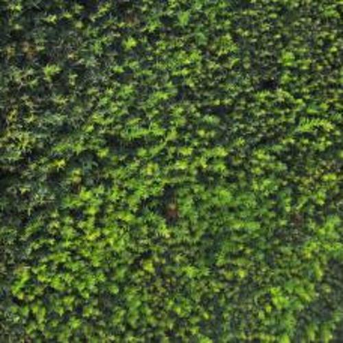 Jardisart - Pépinière - Taxus baccata