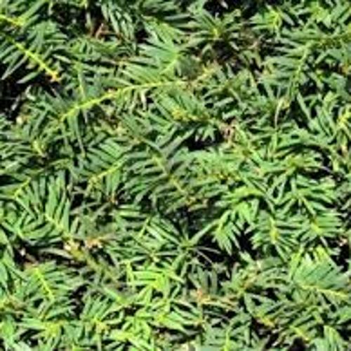 Jardisart - Pépinière - Taxus baccata