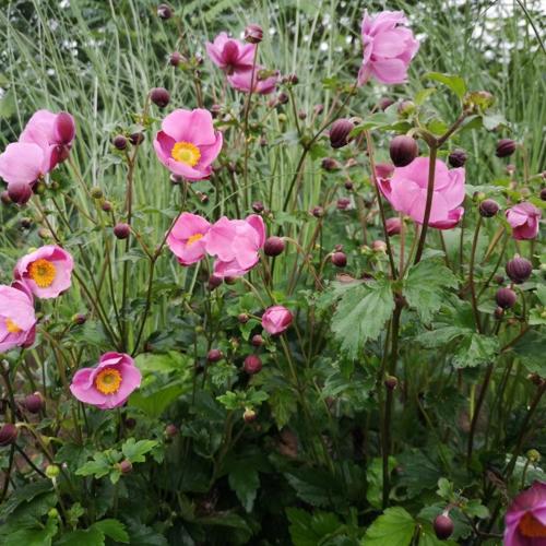 Jardisart - Pépinière - Anemone hupehensis 'September Charm'