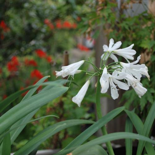 Jardisart - Pépinière - Agapanthus africanus