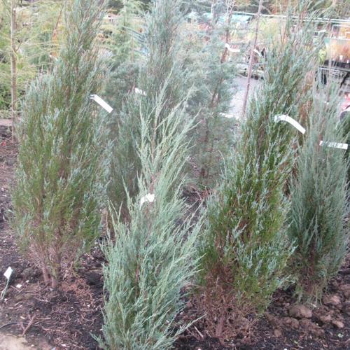 Jardisart - Pépinière - Juniperus scopulorum 'Skyrocket'