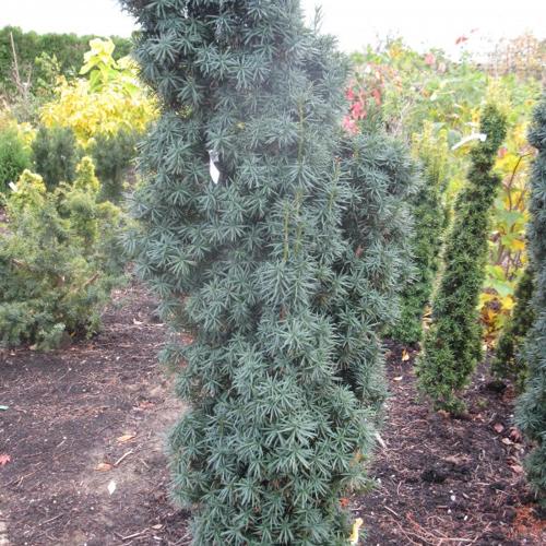 Jardisart - Pépinière - Taxus baccata 'Fastigiata'