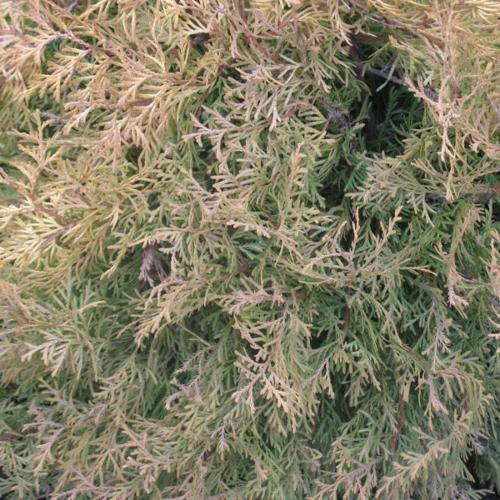 Jardisart - Pépinière - Thuya occidentalis 'Rheingold'
