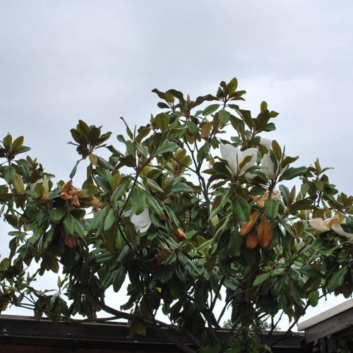 Jardisart - Pépinière - Magnolia  grandiflora