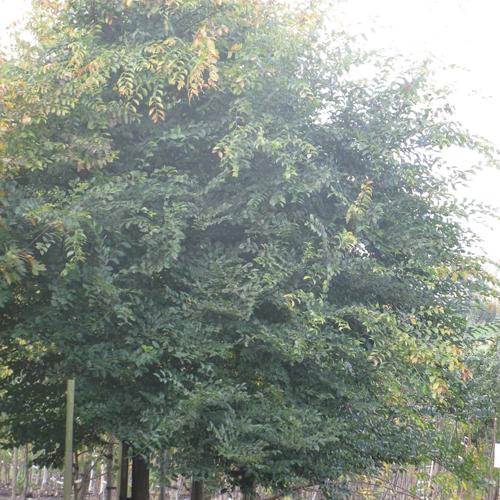 Jardisart - Pépinière - Zelkova serrata