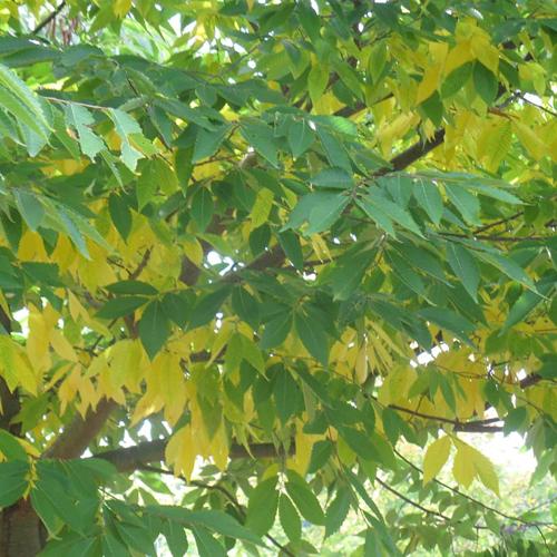 Jardisart - Pépinière - Zelkova serrata