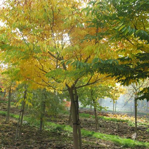 Jardisart - Pépinière - Zelkova serrata